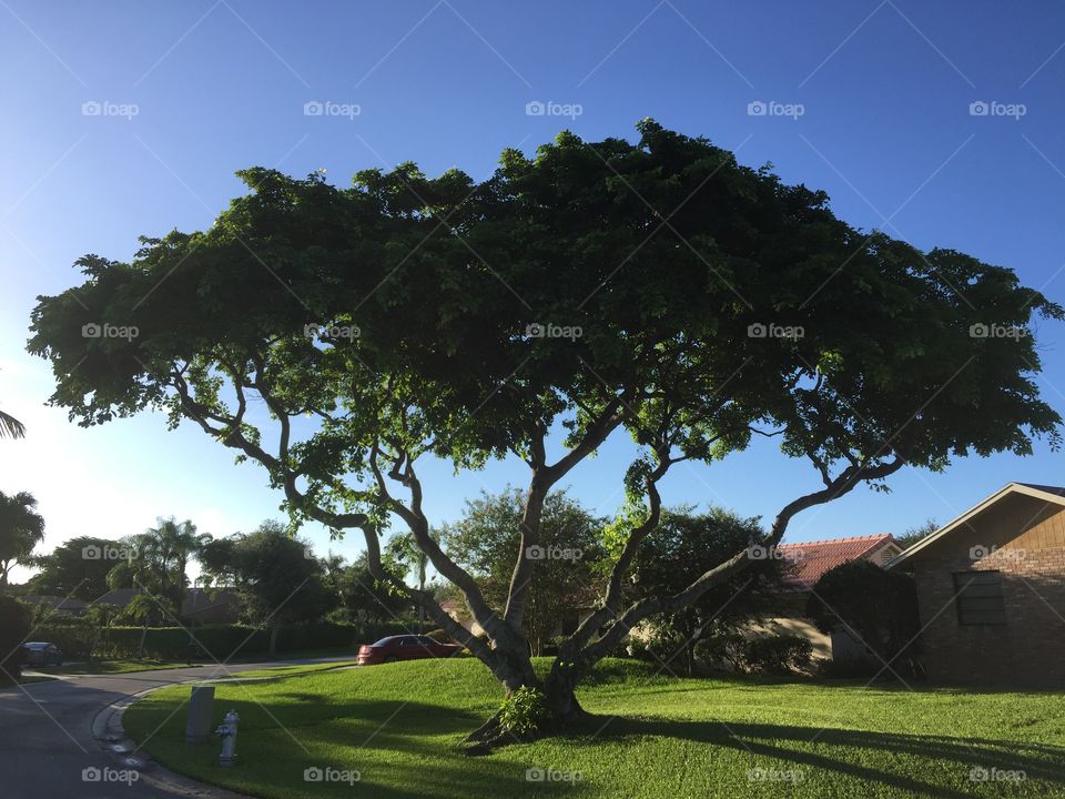 Tree. Beautiful tree in front of house, Boca Raton, Florida, USA 