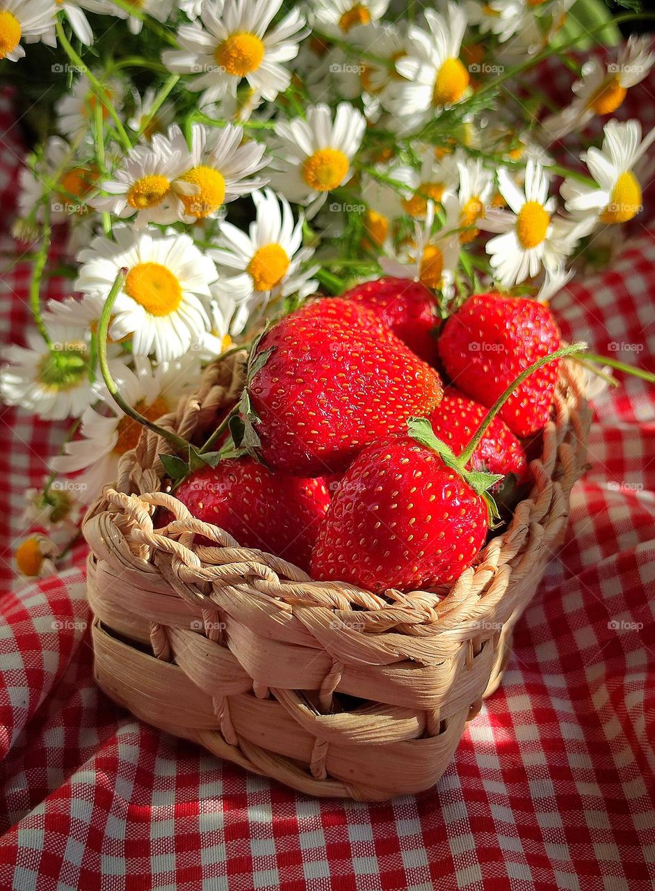 Summer explosion of colors from red strawberries and white daisies in the sunlight