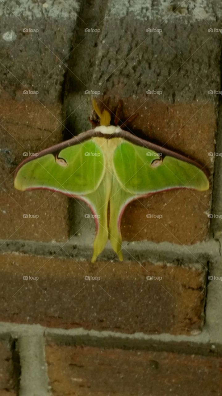 Luna Moth. saw this guy while doing a little shopping