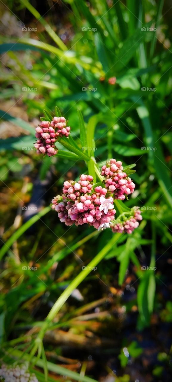 great wild valerian flowers