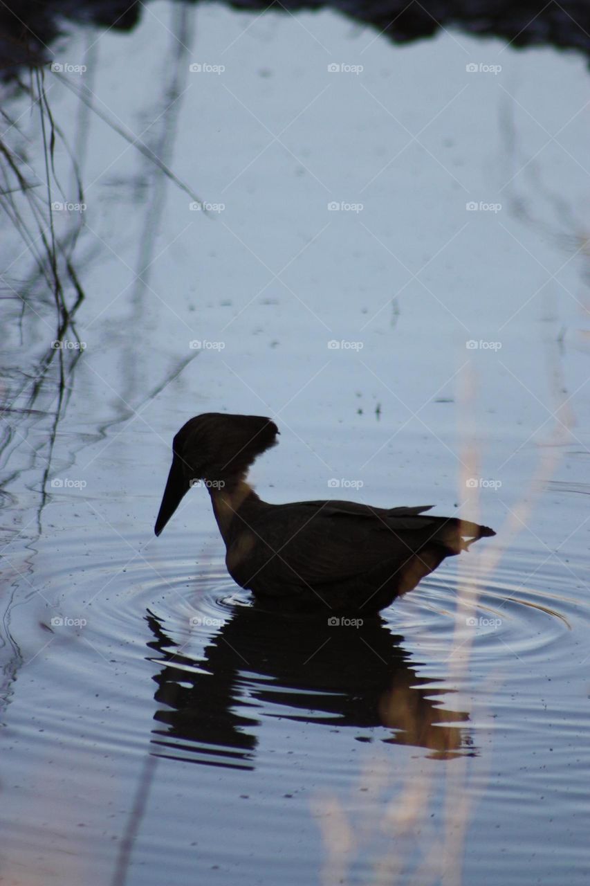 Hammerkop.