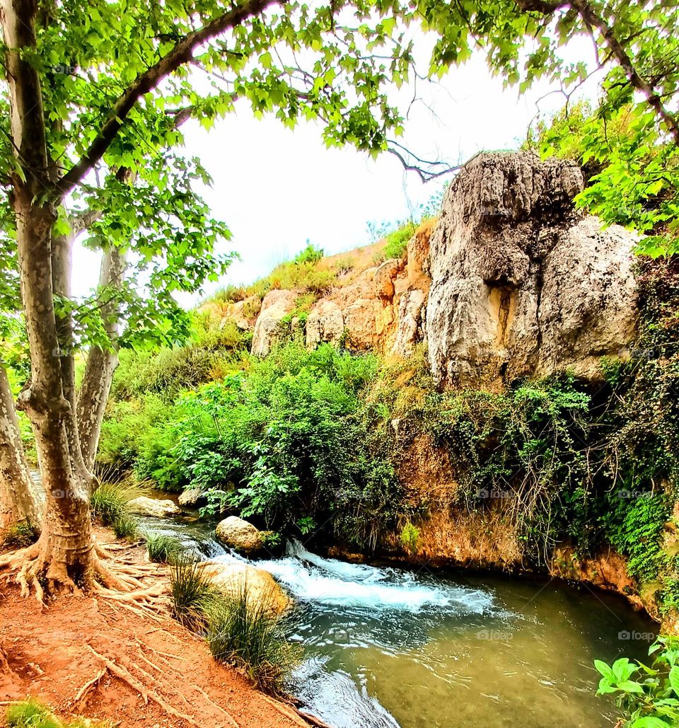 Nature's whisper: where the river sings and the trees dance. 🍃🌊