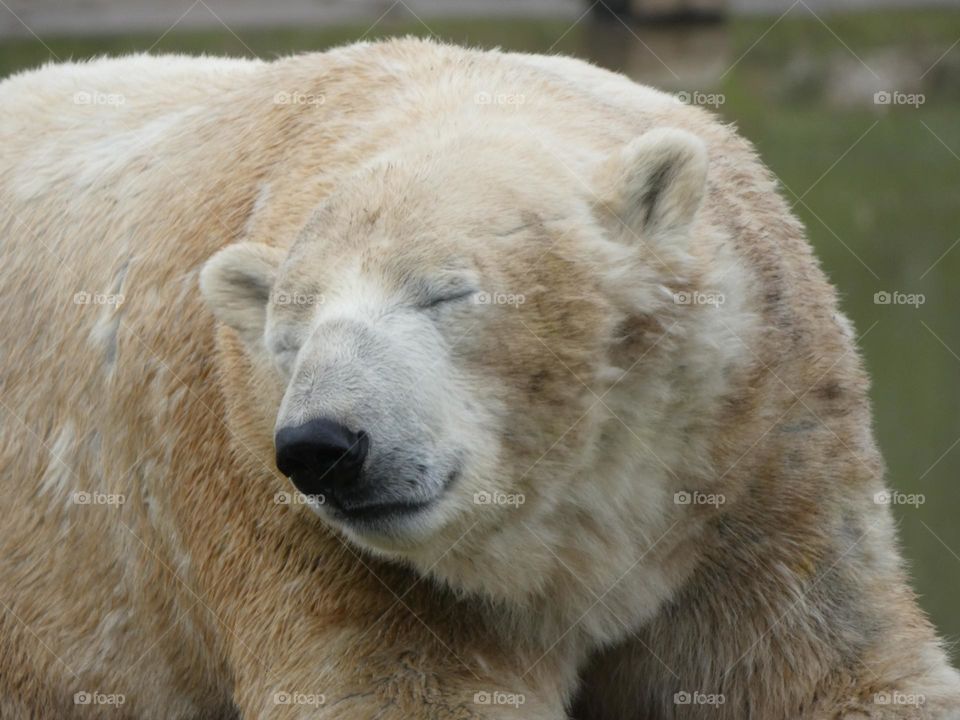 A close up of a polar bear 