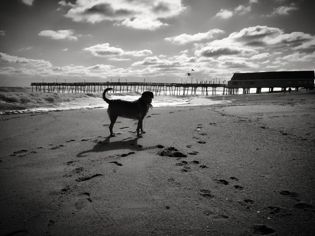 Black and white dog walk to the pier