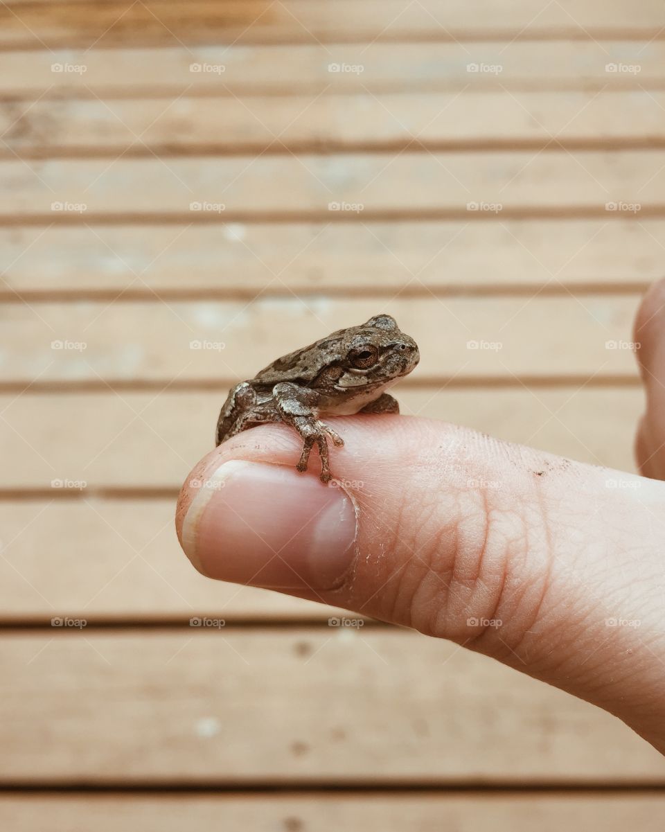 Holding a tree frog