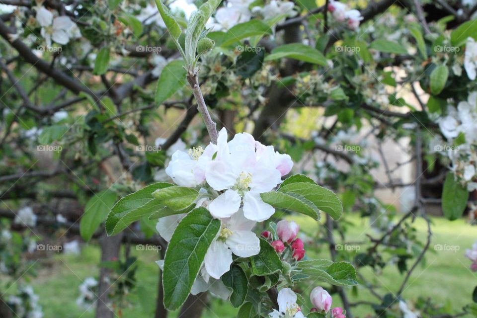 Spring bloom 🤍🌸🌸🌸