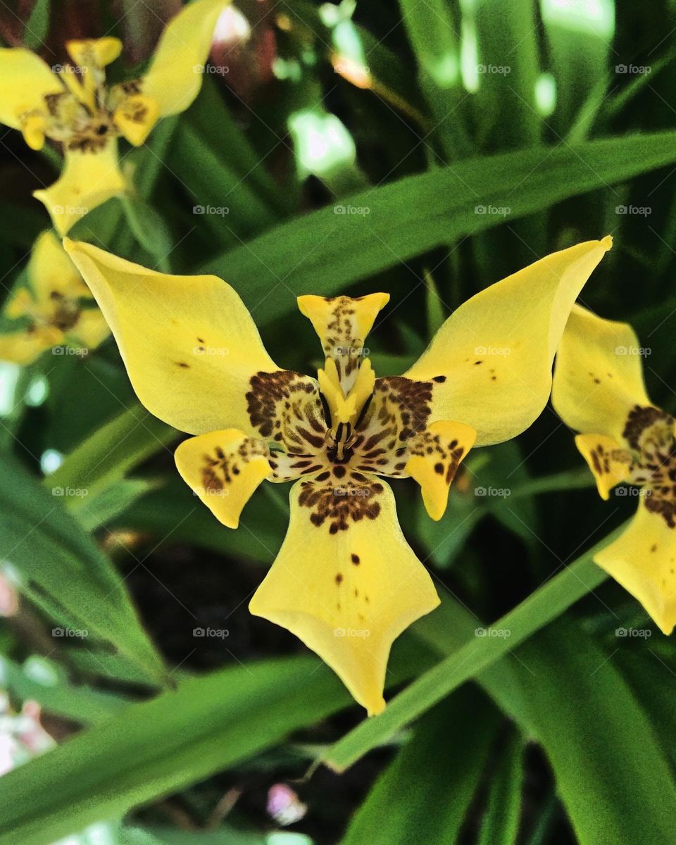 Trimezia steyermarkii-flower (Hand of God), family of Iridaceae, up to 150 cm tall, leaves are lanceolate, 60–150 cm long, 2 cm wide, three flower petals. Captured on March 21st, 2023 - Rantepao, north Toraja regency, Indonesia.