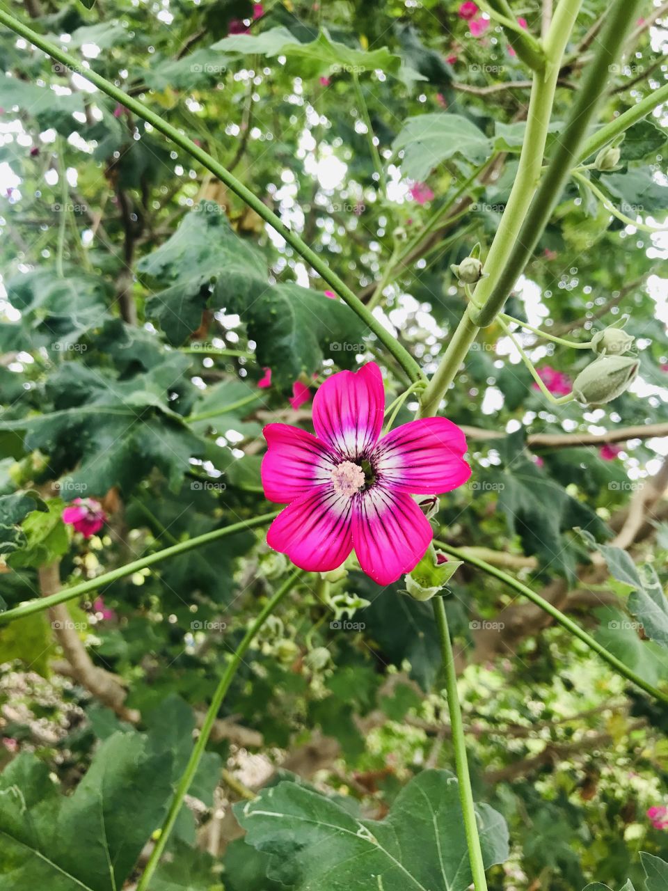 Beautiful California plants at the San Diego arboretum botanical garden nature photograph  