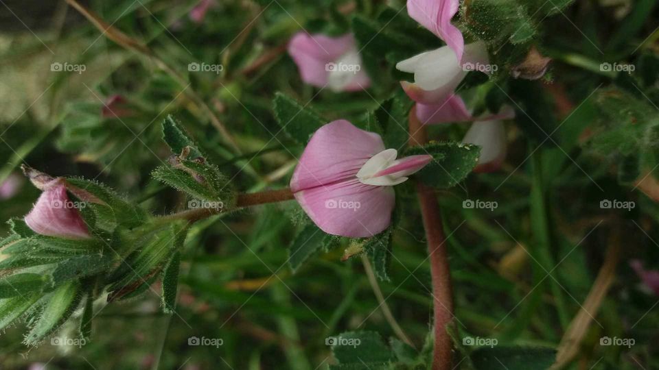 weed flower