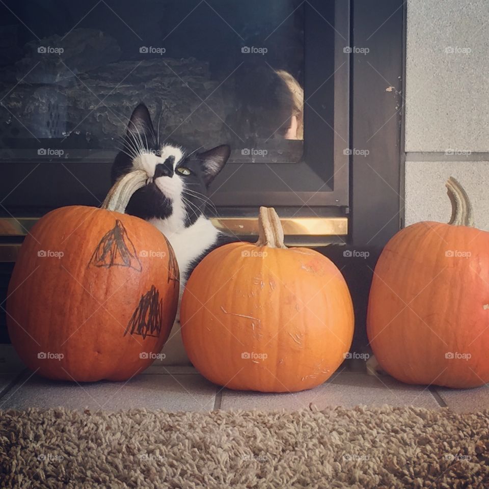 Halloween Kitty. My cute cat was relaxing by the pumpkins so I snapped this cute/funny pic of him ❤️