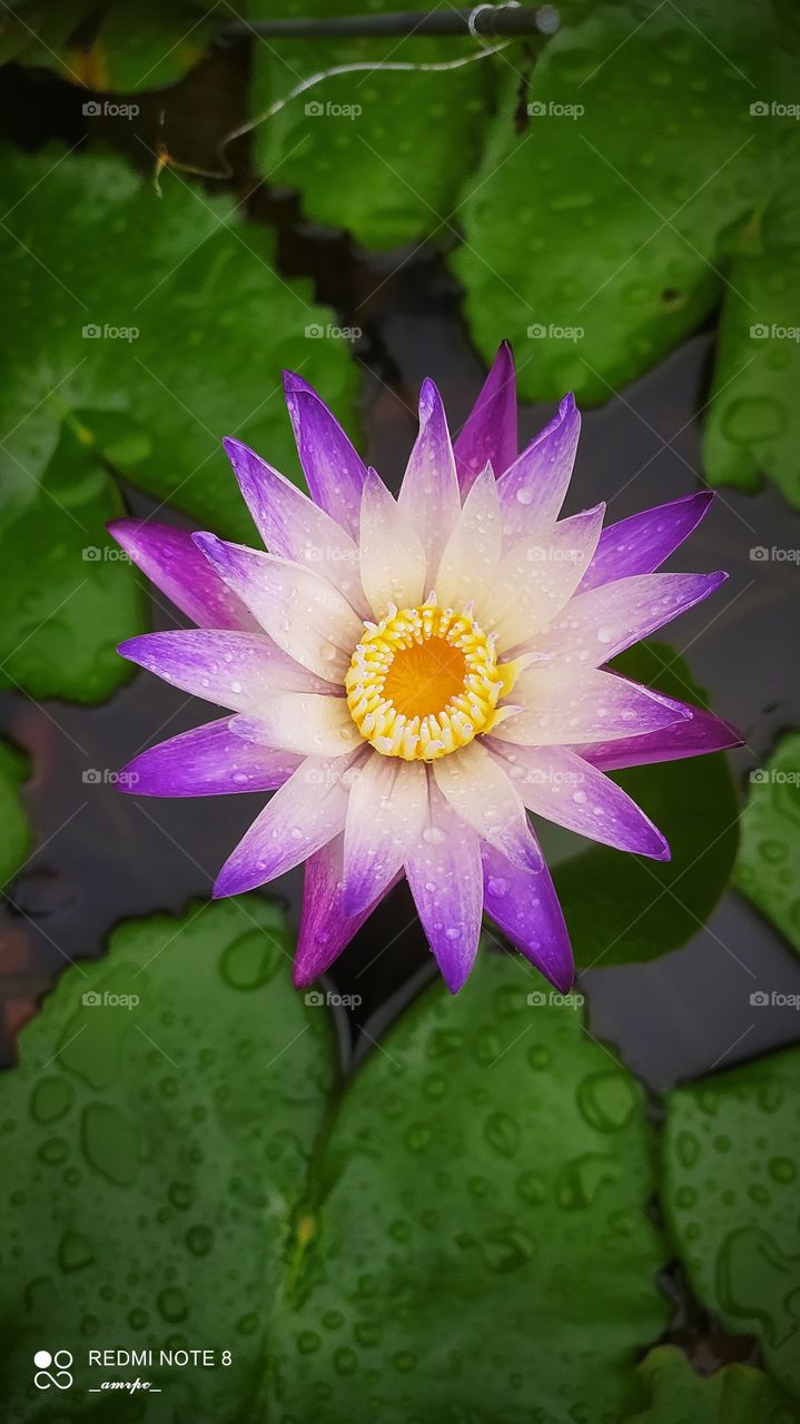 A beautiful purple and violet water lily with an added embellishment of serene green leaves in a pond with gold fishes