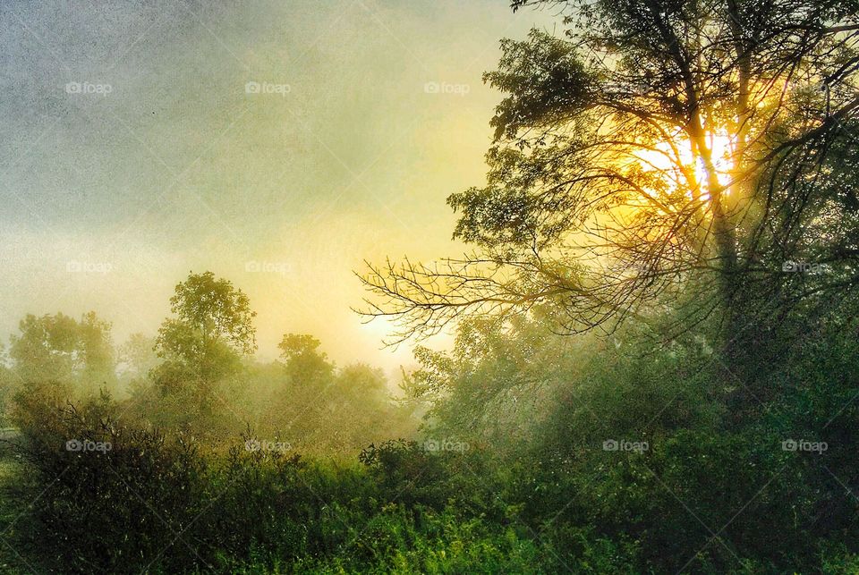 View of tree in forest