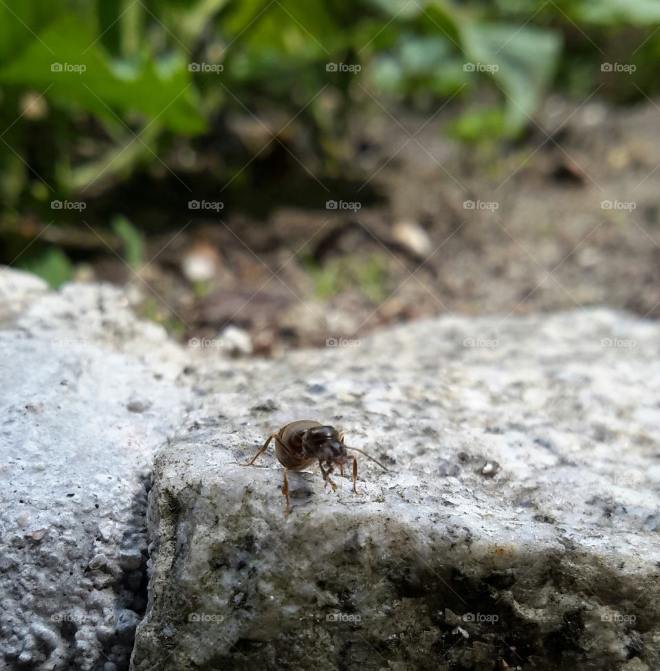 Ant on stone