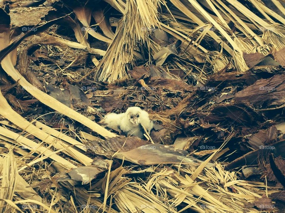 Baby Owls