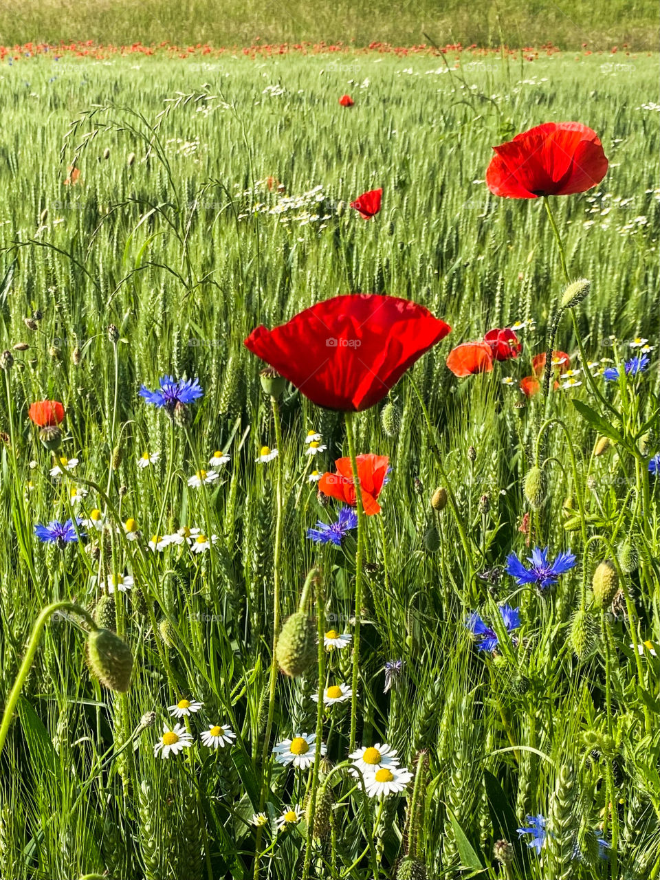 Mohn 