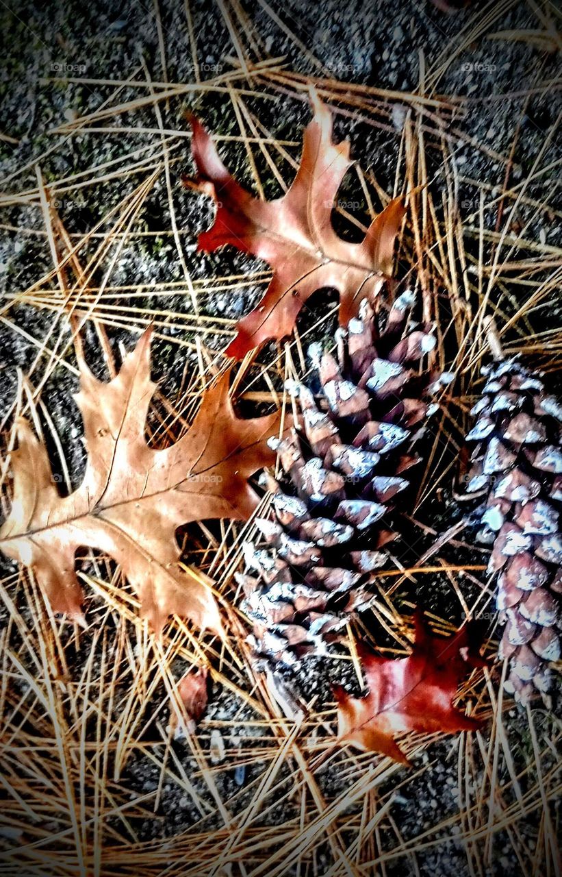 Needles Leaves and Cones