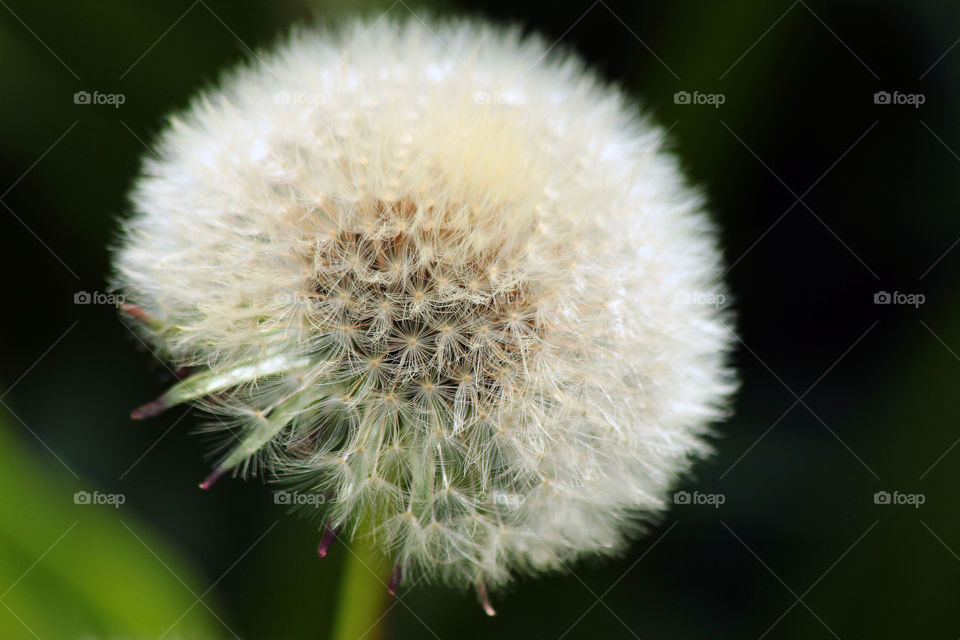 Dandelion close-up