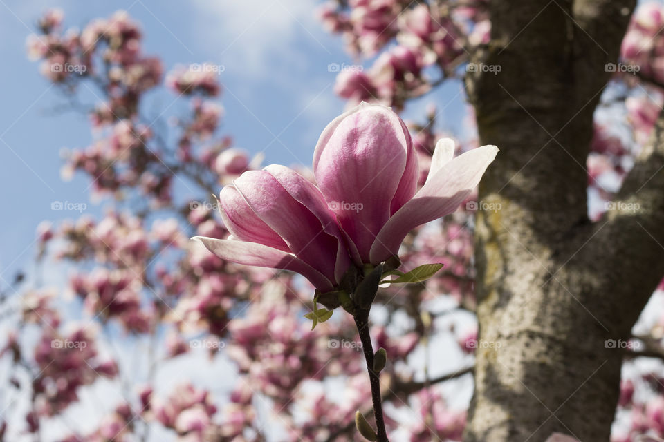 Japanese Magnolia