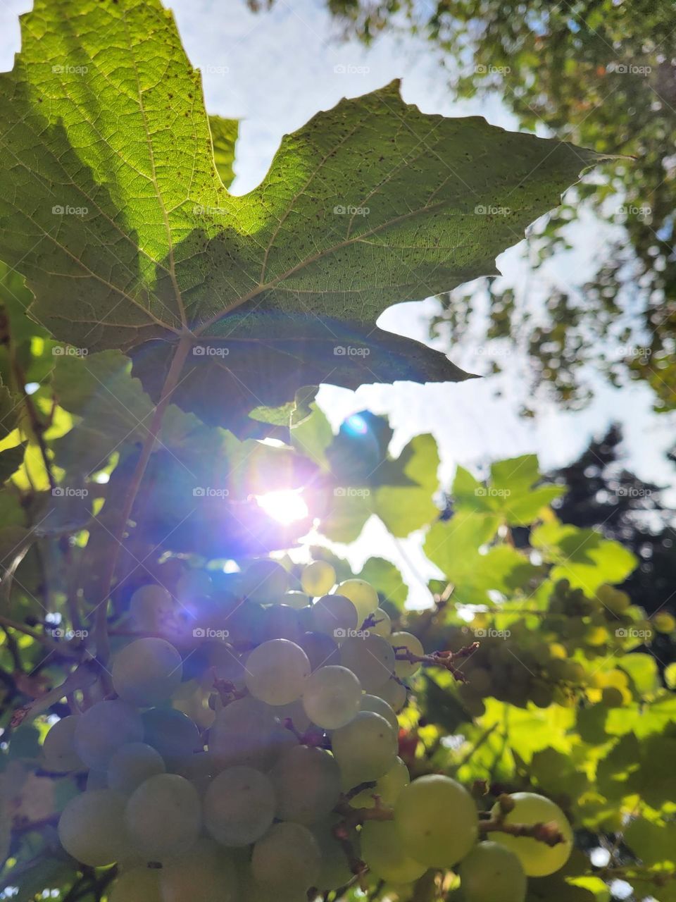 sun shining through ripe green grapevines and leaves