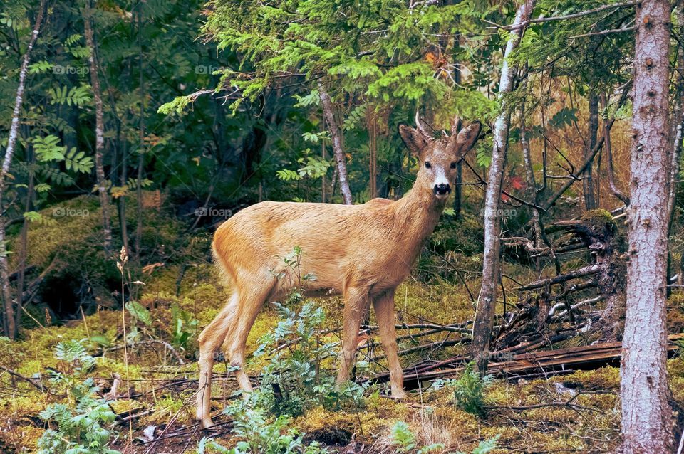 Beautiful brown colour deer