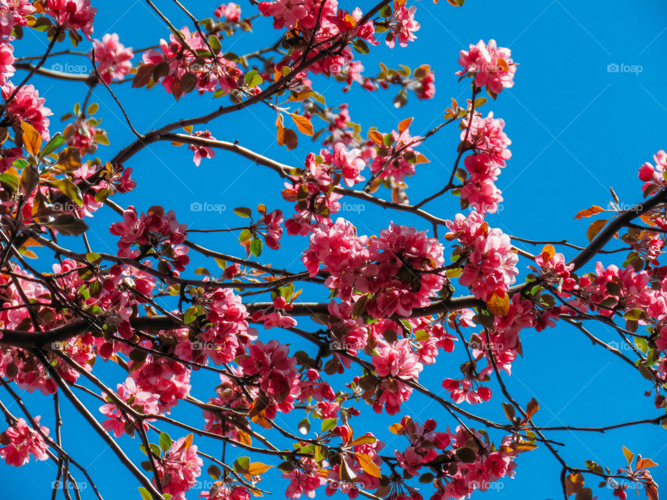 blooming sakura in spring on a sunny day