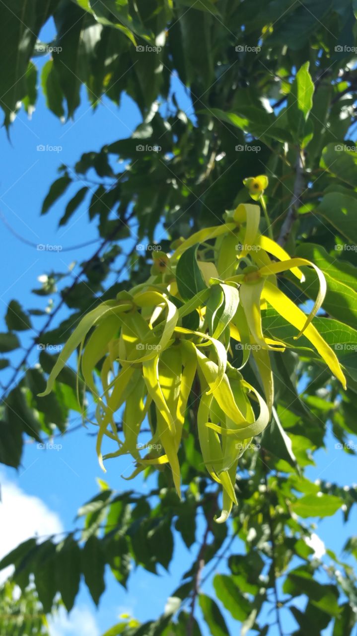 Ylang ylang flowers