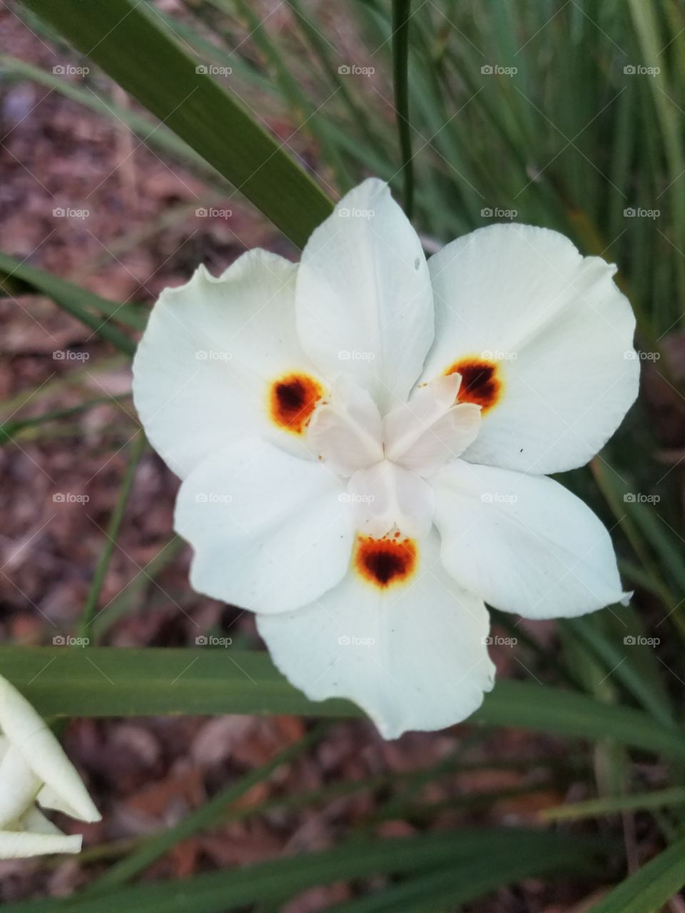 Three spot flower