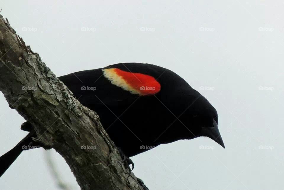 Red-winged Blackbird