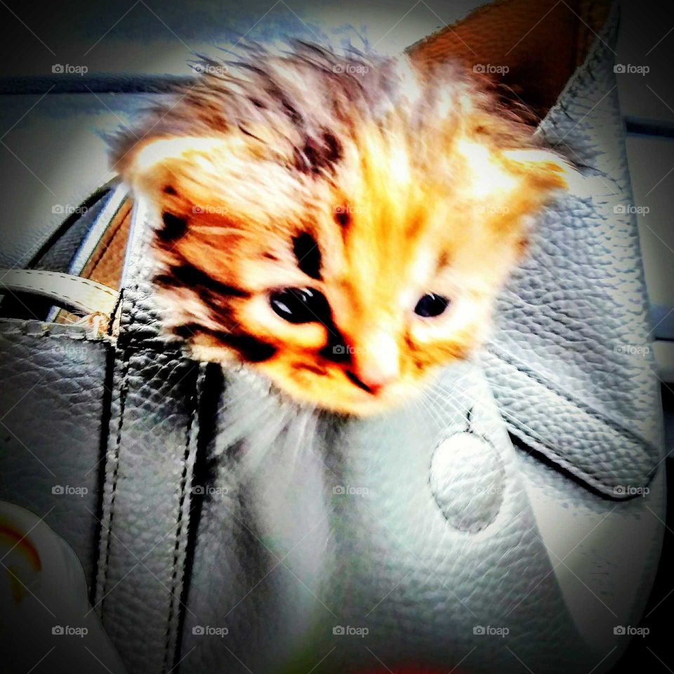 Adorable but Abandoned Manx kitten, I found in a friend's garage.