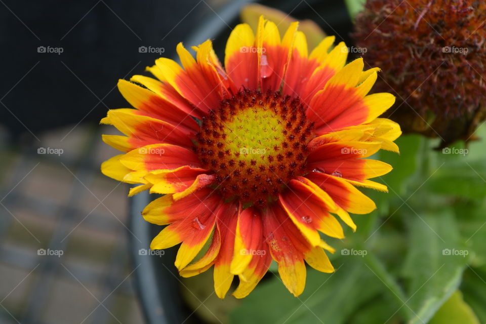 Yellow and red flower from a flower garden 