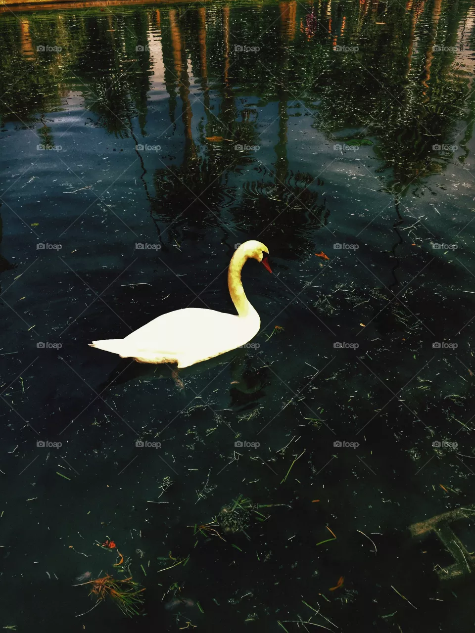 Swan