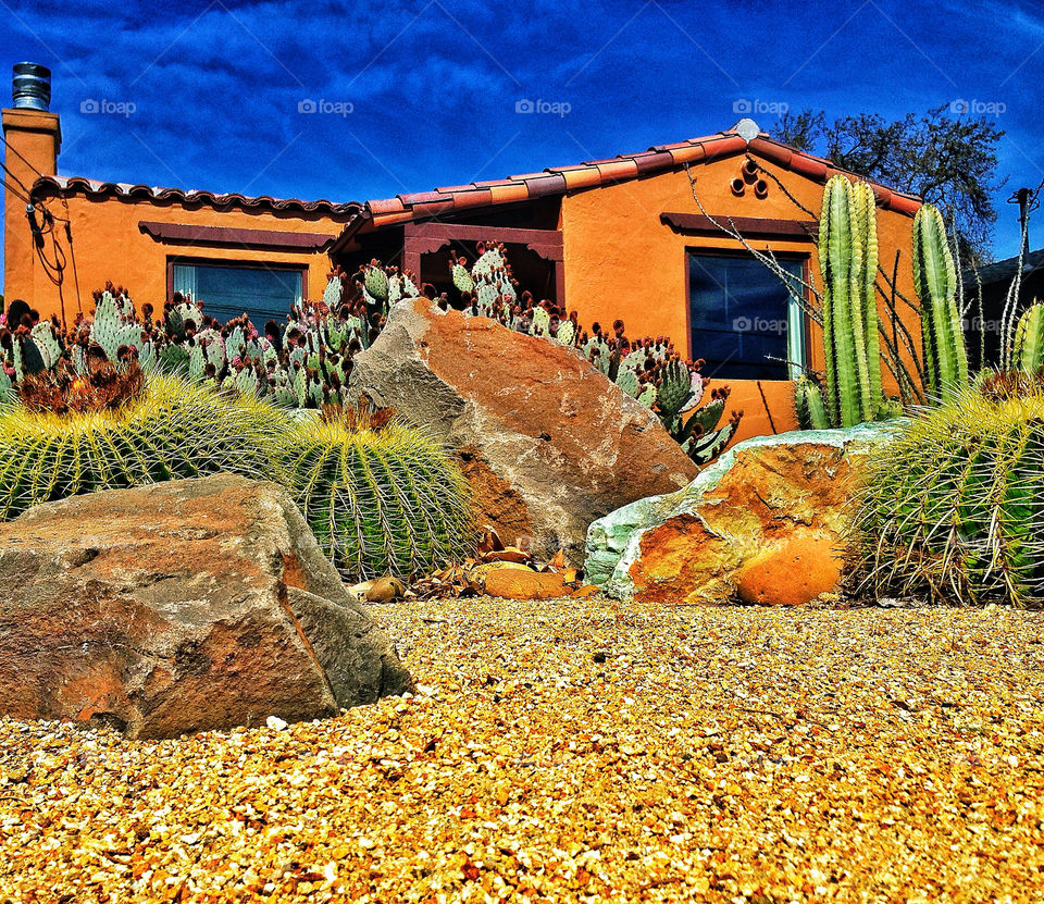 Drought tolerant plants, succulents and cactus, in a xeriscape a