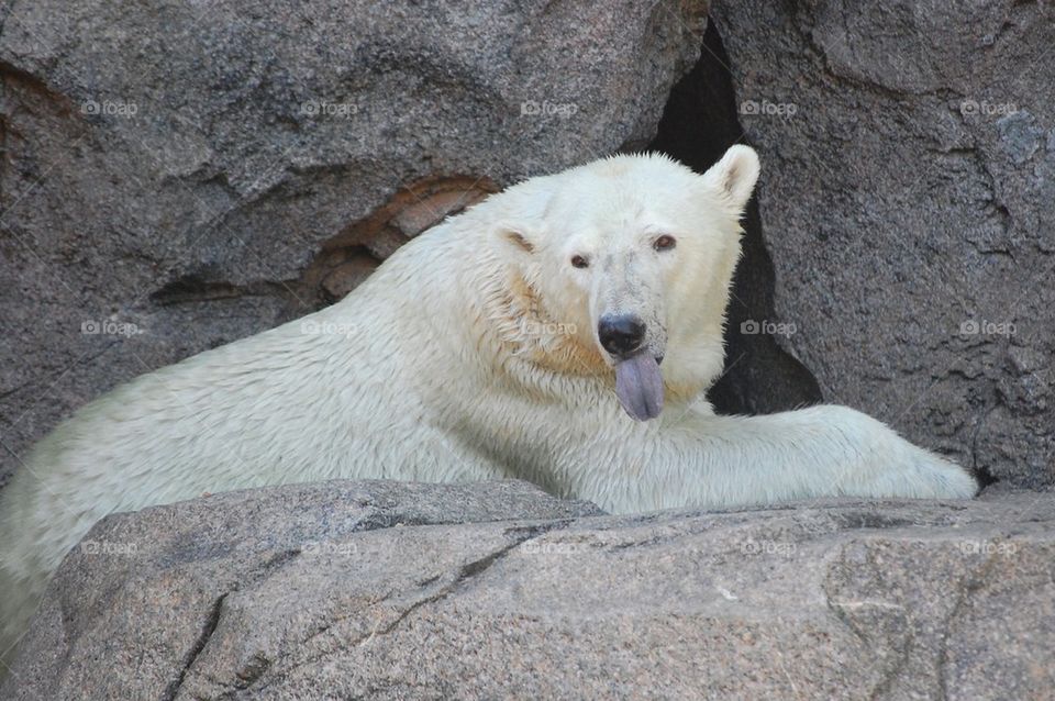 Polar bear blue tongue