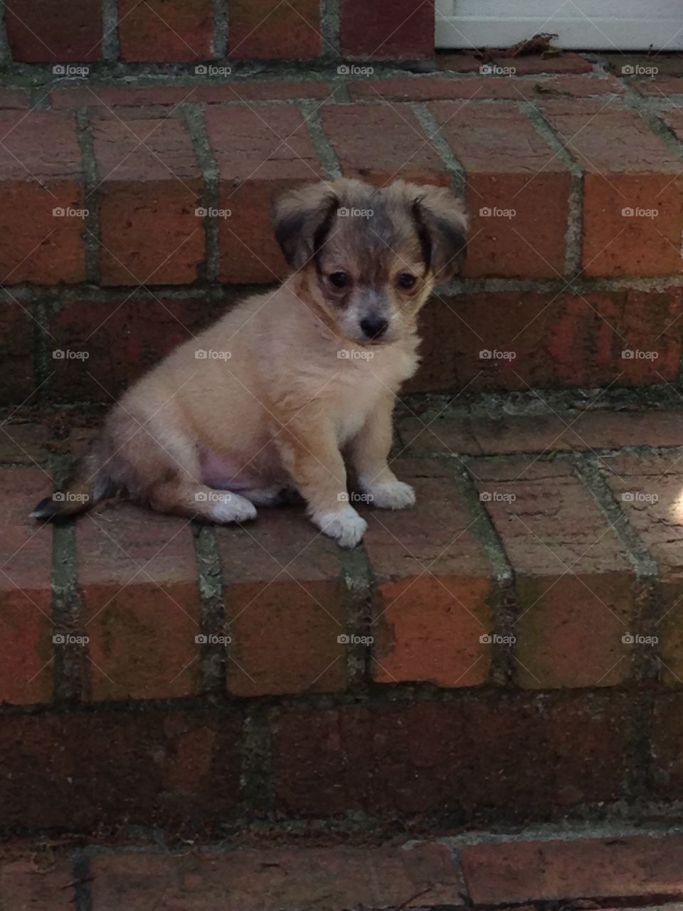 chi-poo 4 months old. little puppy 