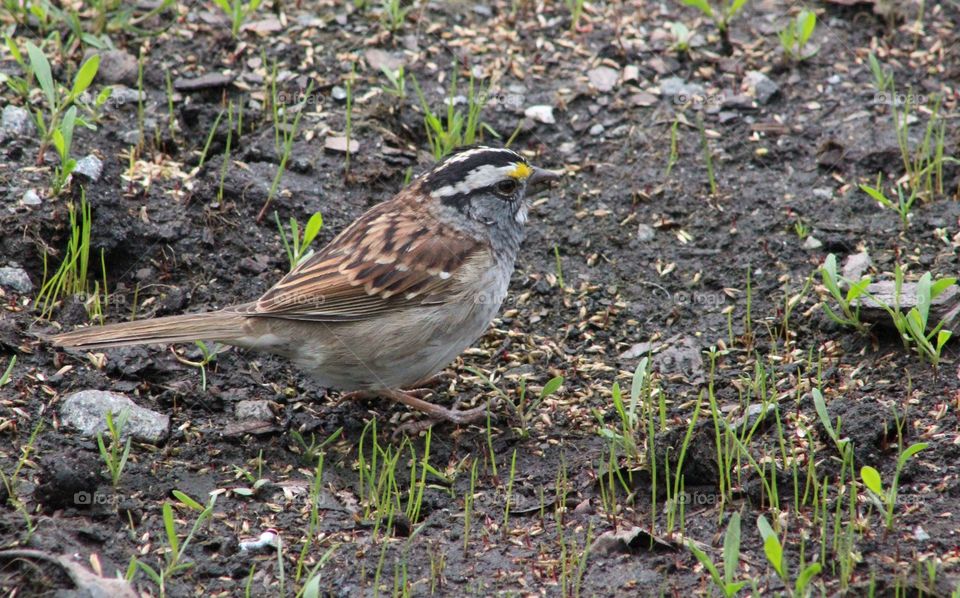 White-throated sparrow on ground with spring grass shoots 