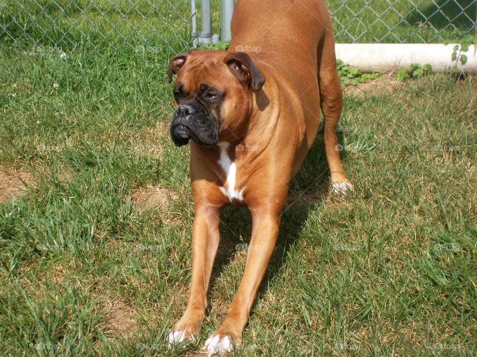 Spring walk with your dog