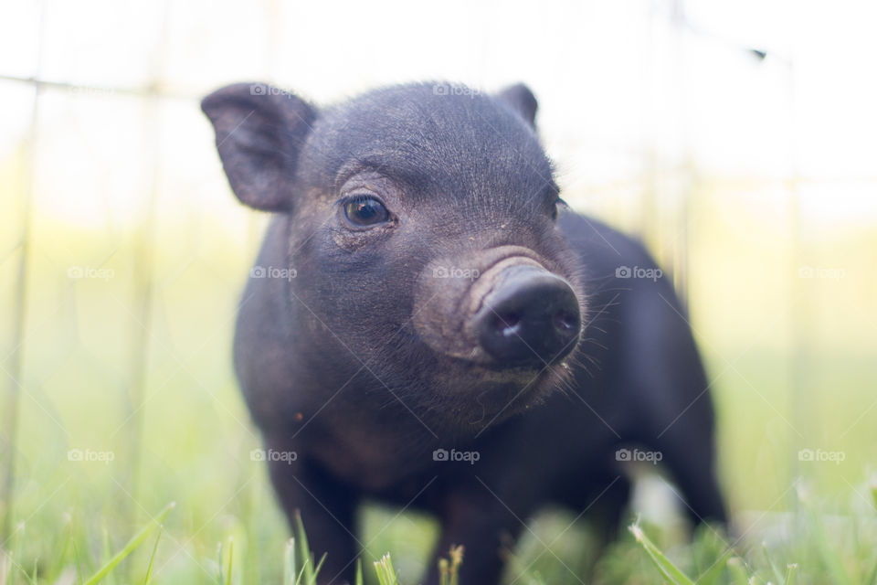 Close-up of a piglet