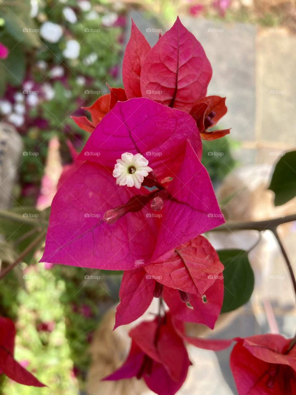 🌹 🇺🇸 Very beautiful flowers to brighten our day.  Live nature and its beauty. Did you like the delicate petals? / 🇧🇷 Flores muito bonitas para alegrar nosso dia. Viva a natureza e sua beleza. Gostaram das pétalas delicadas? 