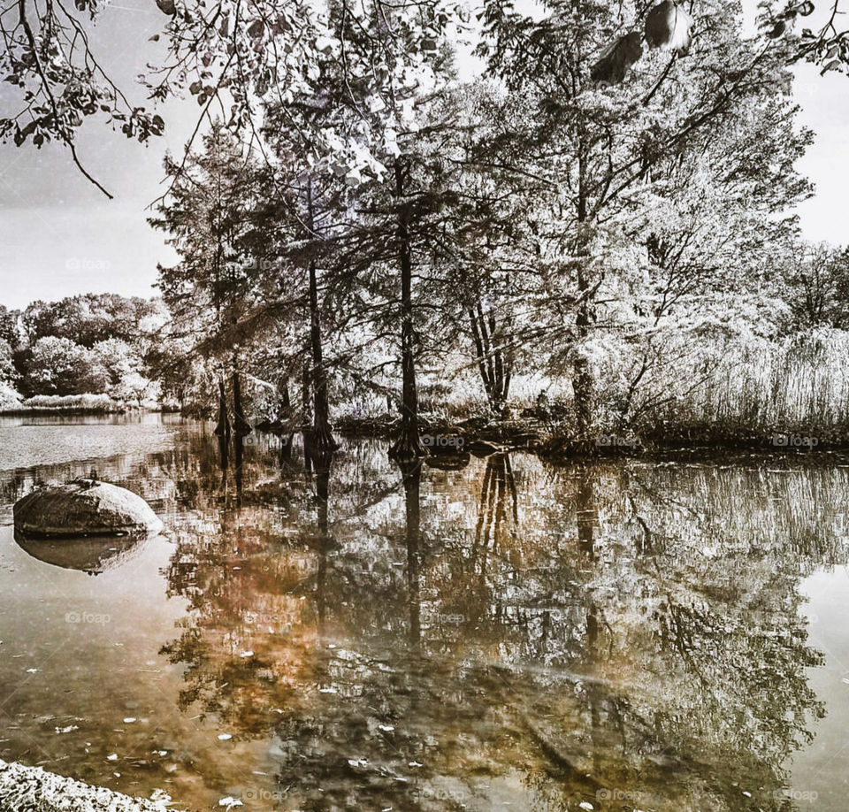 Reflection of the trees by the lake