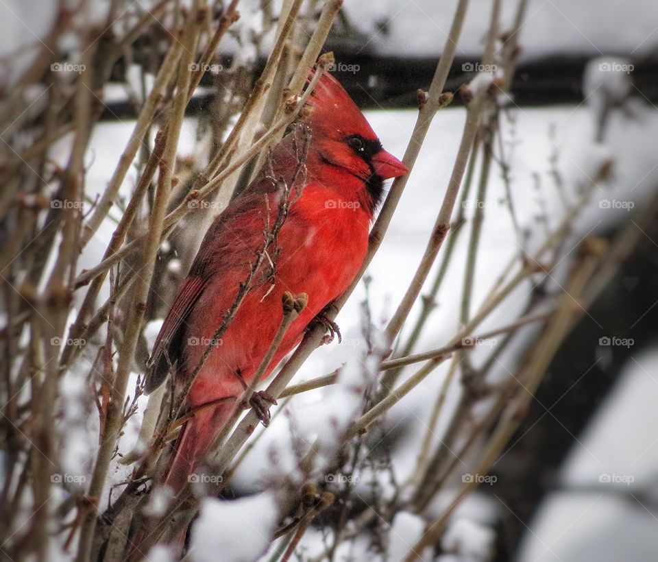 Red cardinal perched on plant