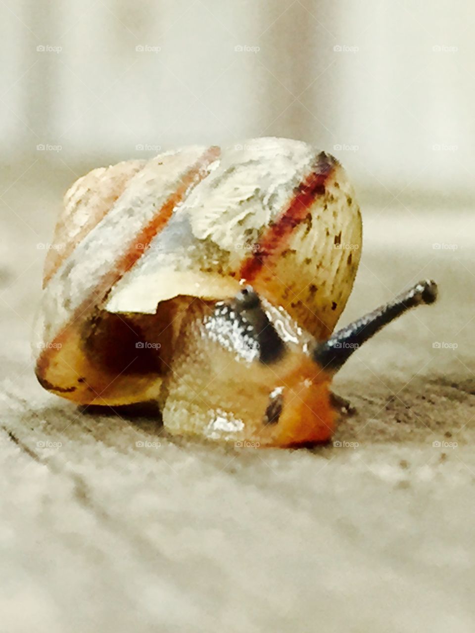 Snail 