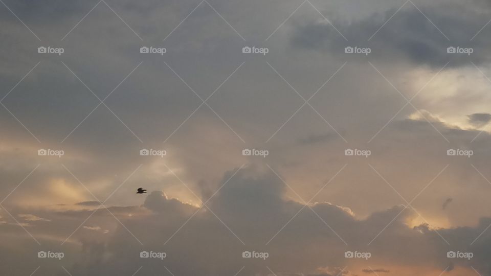 The sky is very nice click and bird fly on sky