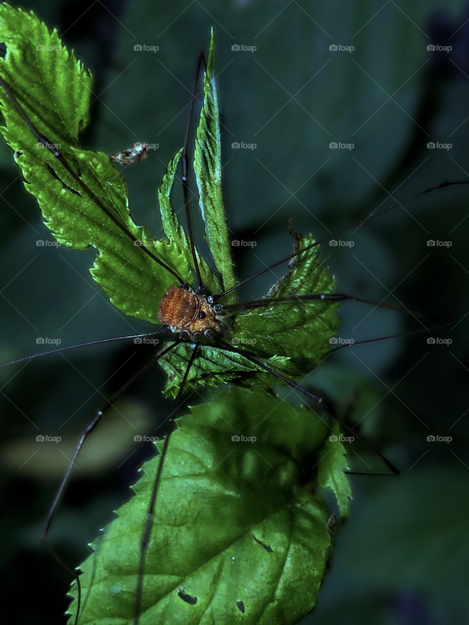 Yet Another Harvestmen Spider Picture...😳