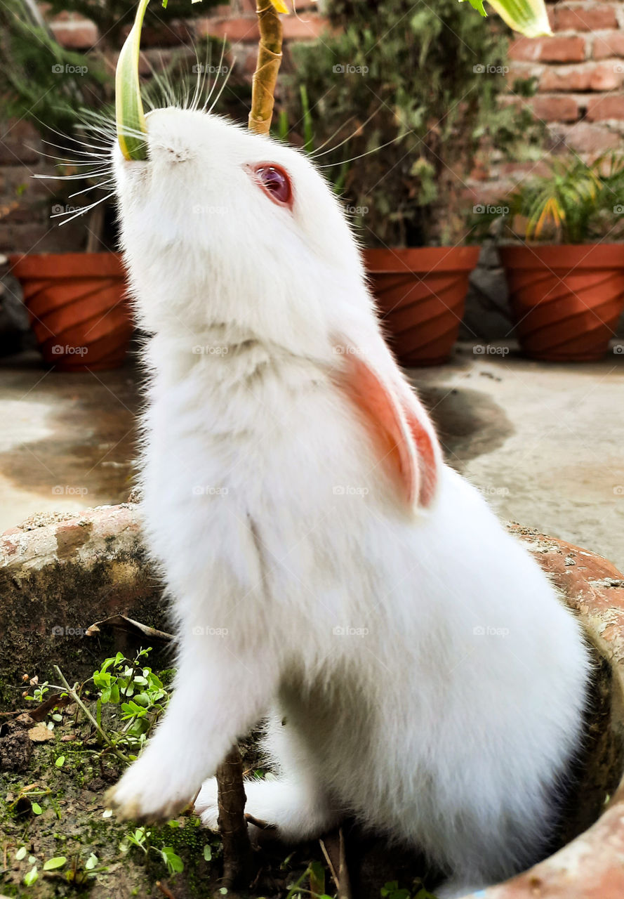 White rabbit or Bunny feeding himself
