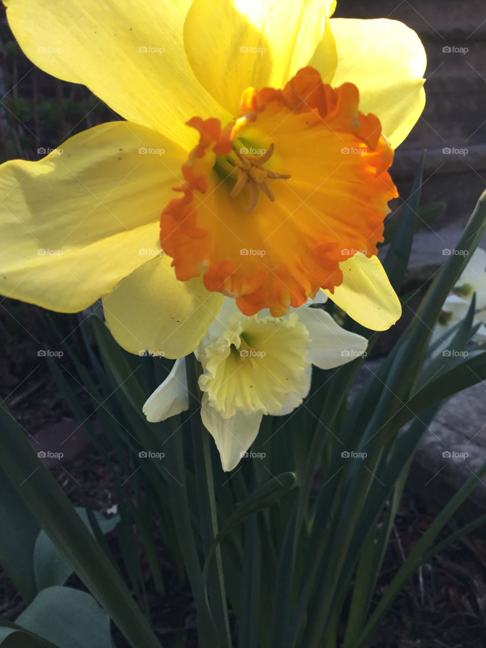 Orange centered Daffodil