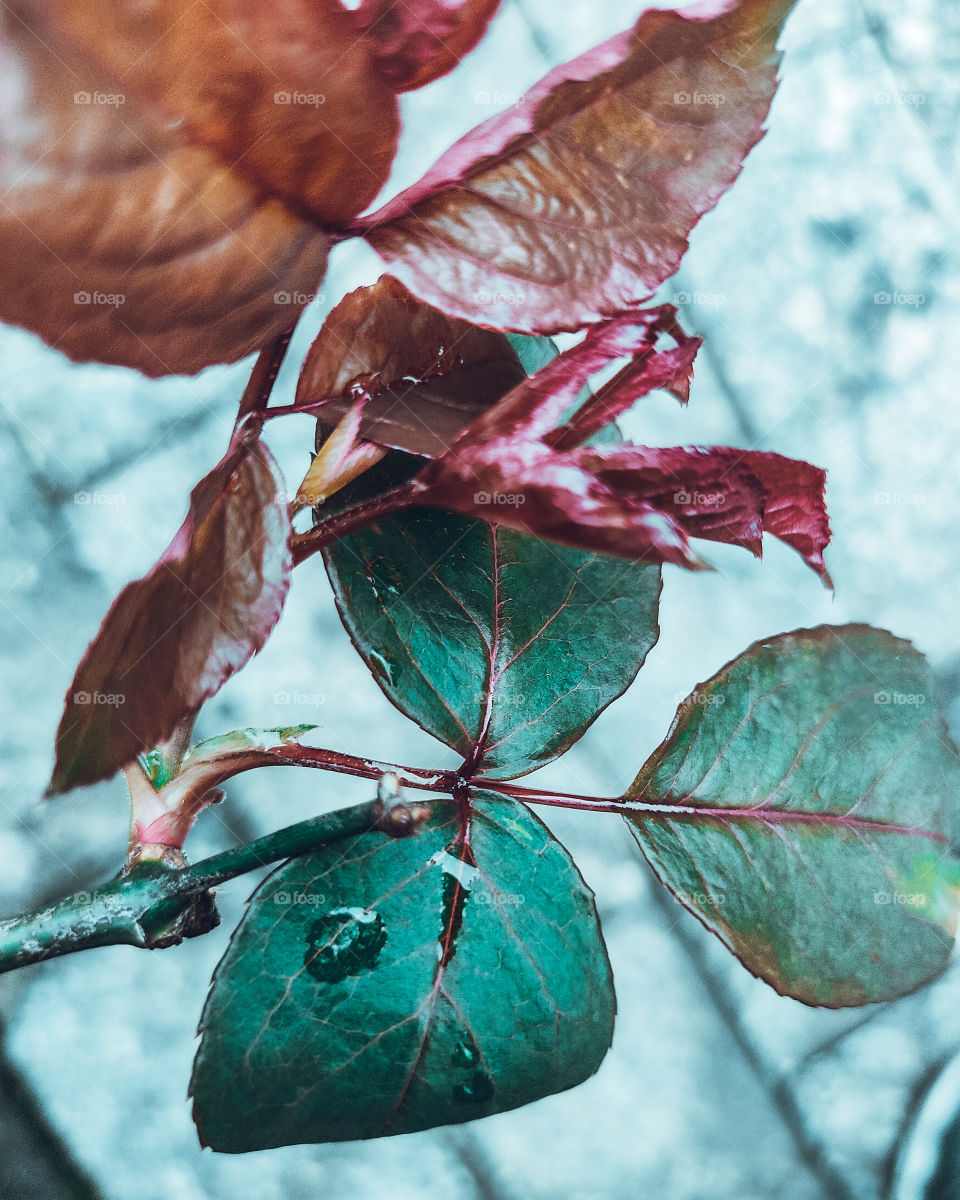 Water droplets on leaf