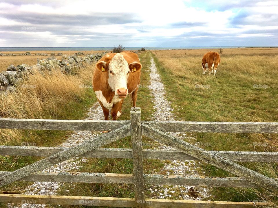 Cow, Farm, Rural, Agriculture, Grass