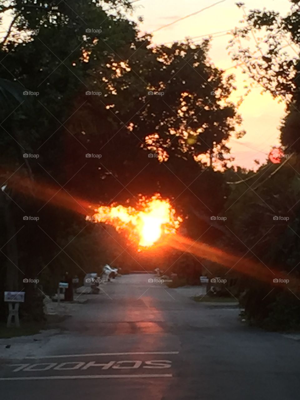 Sunset through the trees