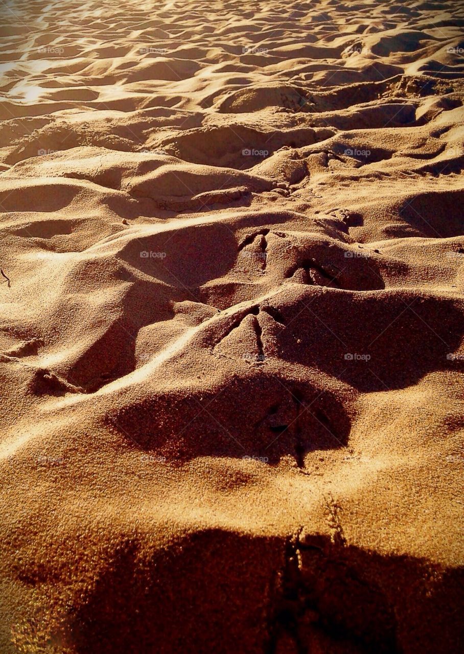 Evidence of beach life 