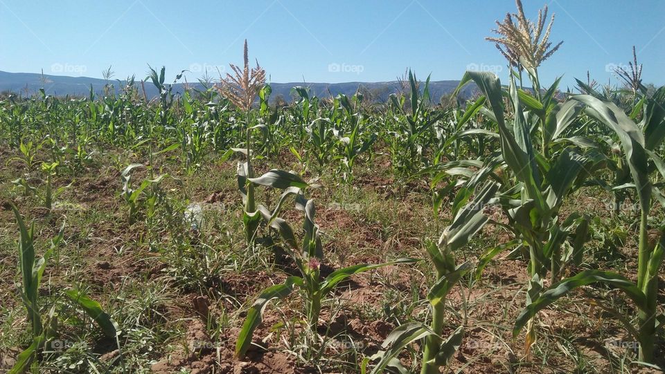 Popcorn in the field.